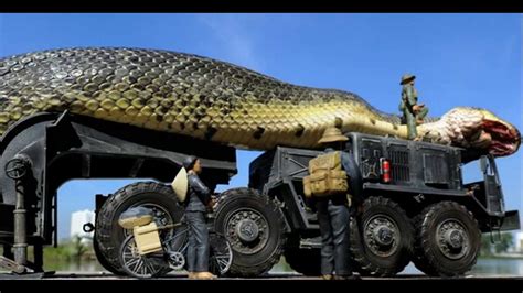 Amazing Giant Snake Found And Captured In The Red Sea 1 Youtube