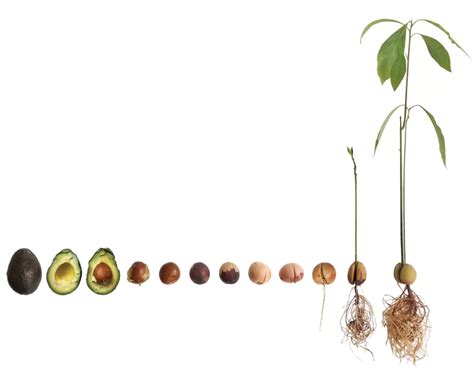 Avocado Seed Growing Stages Family Landscapers