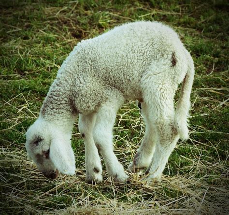 White Lamb Eating Green Grass Free Image Download