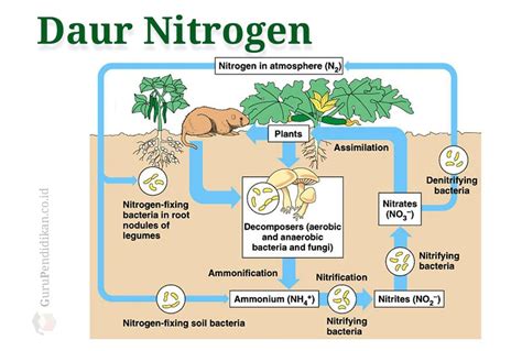 Siklus Biogeokimia Pengertian Dan Konsep Siklus Nitrogen Siklus Fosfor