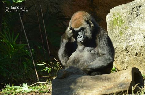 9月 1, 2018 | 投稿者: 東京都台東区 上野動物園のゴリラは見飽きない | 美しい日本 ...