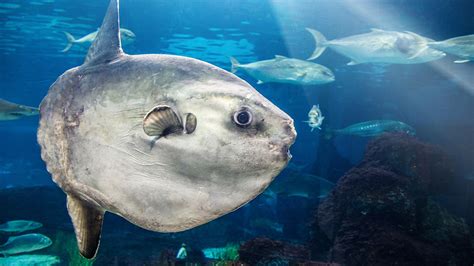 Massive Sunfish Found On California Beach Is One Of The Worlds Rarest