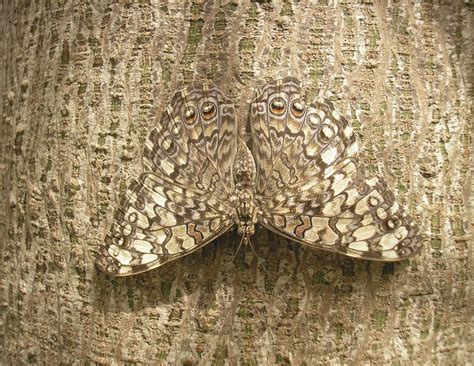 A Camuflagem é Uma Adaptação Extremamente Importante Para Alguns Animais