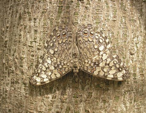 20 Camouflage Animals That You Have To See To Believe