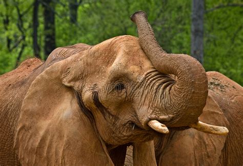 Large Elephants Stock Image Image Of Large Ears Tusks 14454809