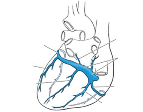 Therefore the entire venous system of the embryonic gut normally drains to the heart through the right vitelline vein. CR5 - Venous Drainage of the Heart (Posterior)