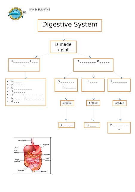 Concept Map Of Digestive System