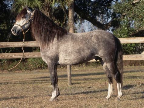 ardennes horse size ardennes horse breed  rare cases   color   coat  black
