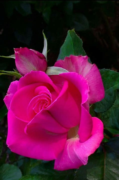 Check spelling or type a new query. Pin de maite cañadas en flores | Rosas, Flores bonitas