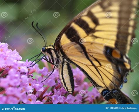 Borboleta Oriental Do Swallowtail Do Tigre Imagem De Stock Imagem De