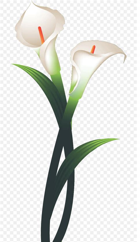 Tulip Flower Calla Lily Clip Art Png X Px Tulip Calla Calla