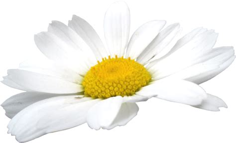 Camomile Flowers Png Png Mart