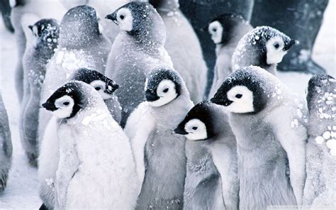 Baby Penguins Wallpapers Wallpaper Cave