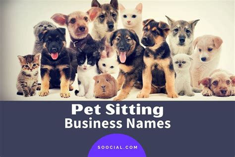 823 Pet Sitting Business Name Ideas That Fetch Attention Soocial