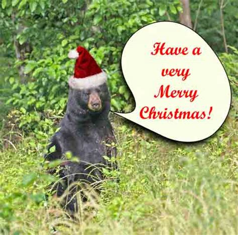 Latest Funny Pictures Funny Christmas Animals