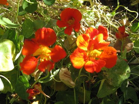 Grow the best nasturtium plants with flower seeds that are available in packets or in bulk from edenbrothers.com, offering free shipping on orders over $79. Nasturtium seeds | The Seed Collection