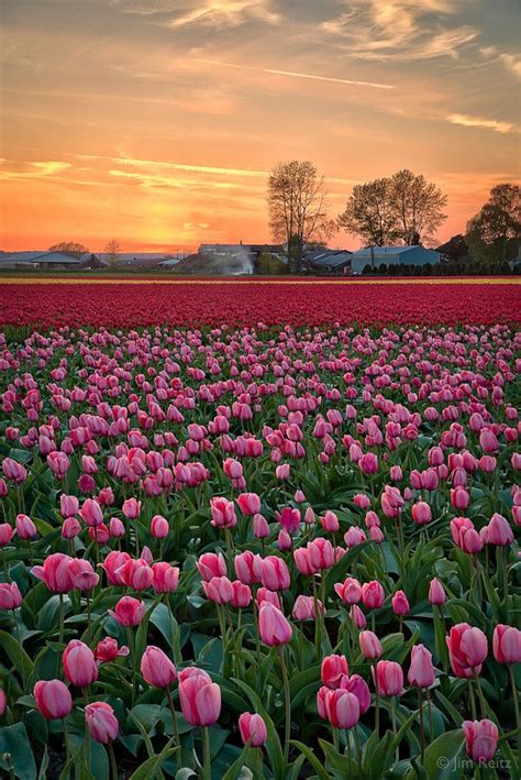 Tulip Sunset By Jim Reitz 500px Beautiful Flowers Flower Aesthetic