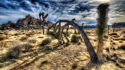 Joshua Tree National Park Wallpapers Wallpaper Cave