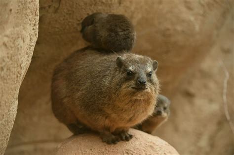 Baby Hyraxes At Chester Zoo North Wales Live