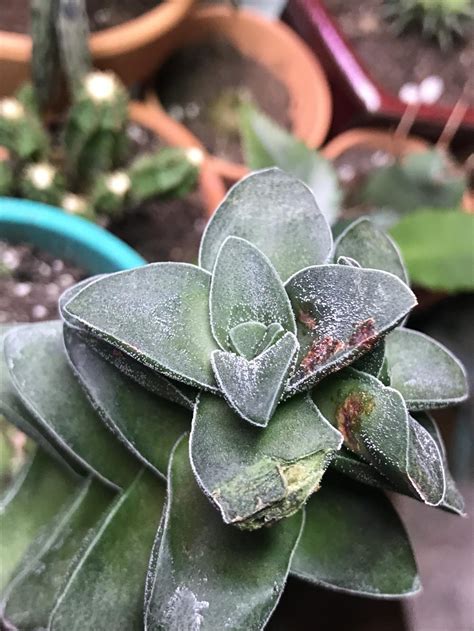 Might drop some starter down and try to grow it out. Cactus and Succulents forum: Get Rid of Rust? - Garden.org