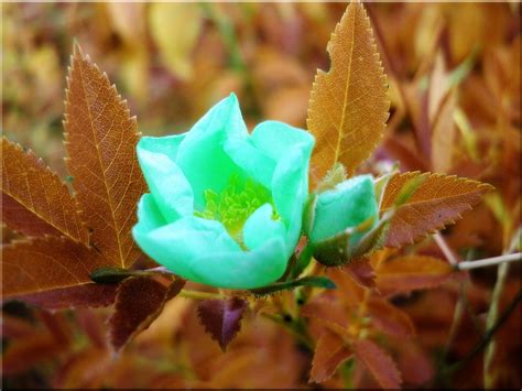 Free Images Nature Blossom Meadow Leaf Flower Petal Bloom