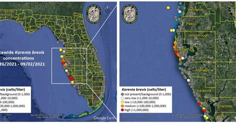 Red Tide Bloom Remains Along Pinellas While Dispersing From Sarasota