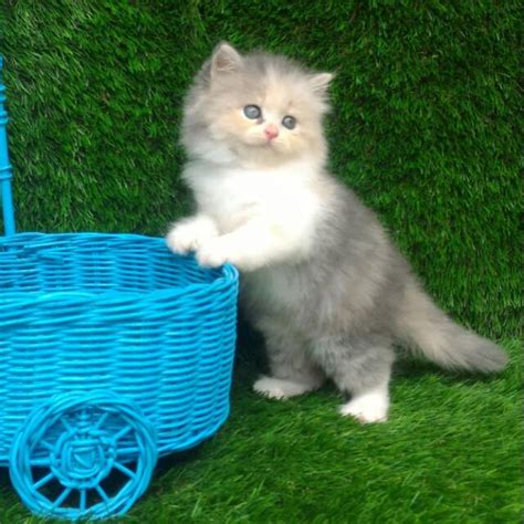Kucing persia adalah ras kucing domestik yang berbulu panjang dan mempunyai struktur wajah bulat dan moncong yang pendek. 55+Kumpulan gambar Kucing Semua Jenis Terlengkap Terbaru+Vidio