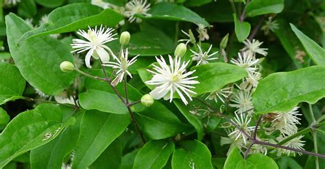 Pianta rampicante arbustiva della famiglia ranunculaceae,foglia verde ,la pianta è ritenuta tossica, commestibile in tanti mangiano i germogli (anch'io). Waldreben Clematis vitalba 11,80 Euro - Beispiele für ...