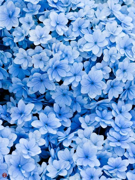 Widescreen wallpaper (1680x1050) of a very common catharanthus roseus (rose periwinkle) from fairchild tropical gardens. FROM THE GARDEN OF ZEN: June 2011 | Light blue aesthetic ...