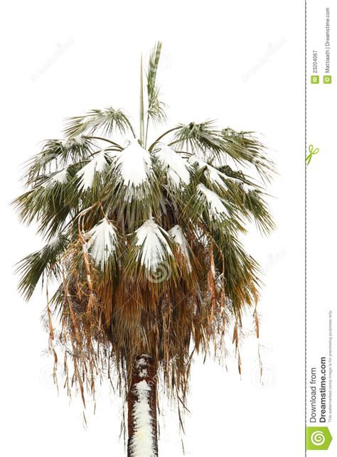 Palm Tree Covered By Snow Stock Image Image Of Background 23204067