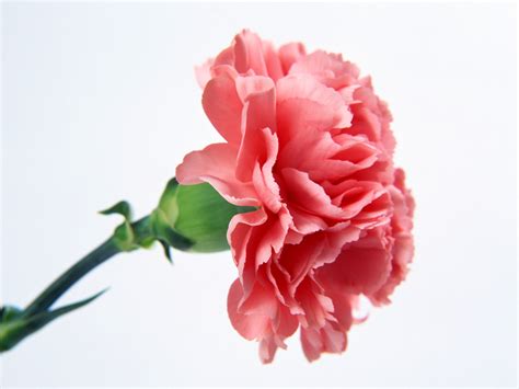 Lovepik provides 170000+ pink carnations flowers photos in hd resolution that updates everyday, you can free download for both personal and commerical use. Single Pink Carnation Flower Wallpaper | Urban Art Wallpaper