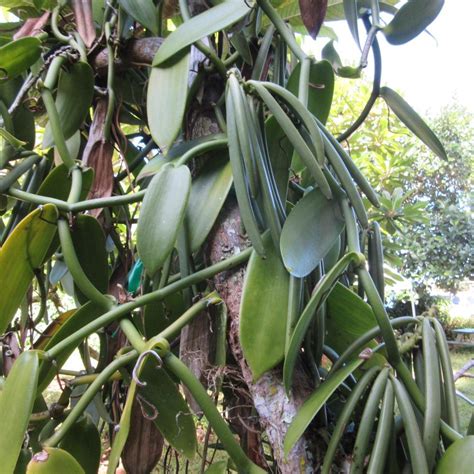 Photo Of The Fruit Of Vanilla Orchid Vanilla Planifolia Posted By