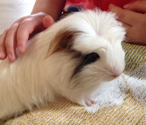 Crested For Sale Guinea Pigs Breed Information Omlet