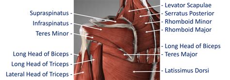 Shoulder Muscles Diagram Posterior Muscles Of The Shoulder Shoulder