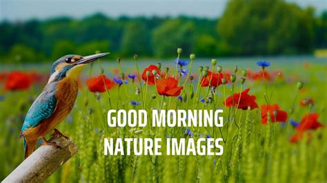 210 Best Good Morning Nature Images To Refresh Your Soul