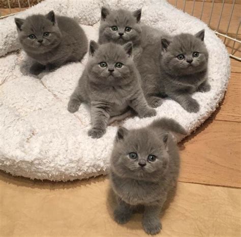 Pin De Nikita En Miau Gatos Bonitos Gatos Grises Gatos Y Perros Lindos