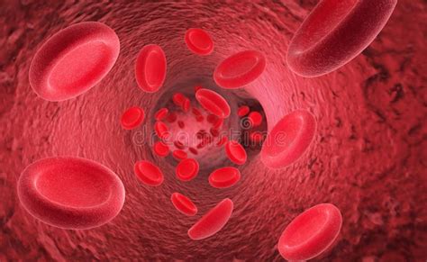 Érythrocytes De Globules Rouges Dans Lintérieur Dartériel Ou De