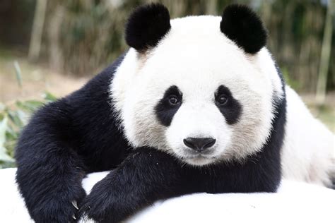 Berlin Zoo To Welcome Two New Giant Pandas The Local
