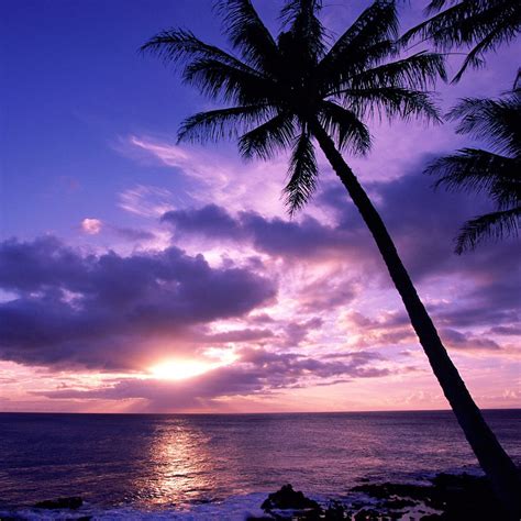 Far from the animated tourist areas of chaweng and lamai beach. Palm Tree At Sunset iPad Wallpaper | ipadflava.com