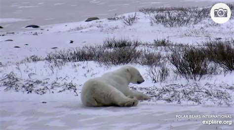 Live Polar Bear Cam Now Allows Viewers To Take Snapshots Winnipeg
