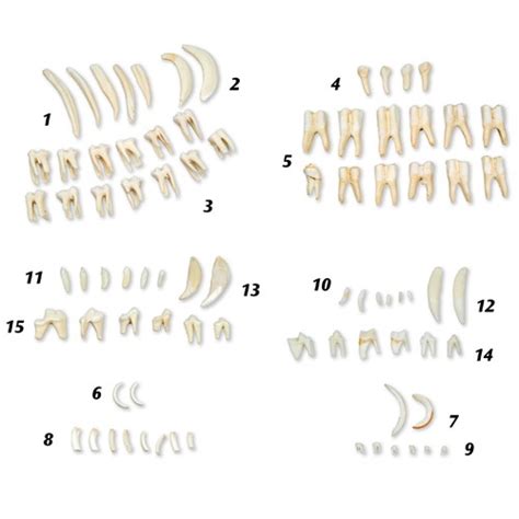 Animal teeth | Animal teeth, Types of animals, Different types of animals