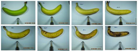 Applied Sciences | Free Full-Text | Quality Assessment of Banana