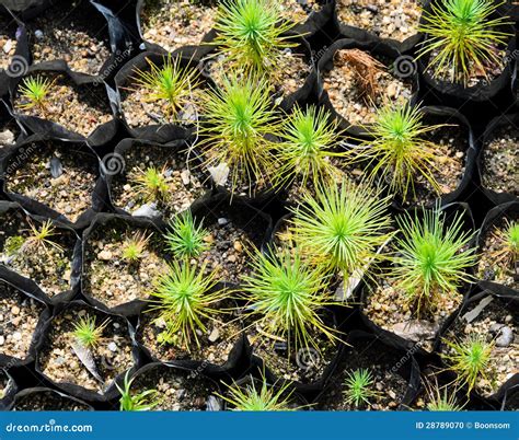 Pine Tree Nursery Stock Photo Image Of Pinus Plantation 28789070