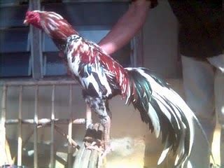Ternak Sapi bandung: Ternak Ayam Bangkok Sukses