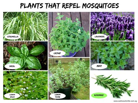 Wellness For Life Chiropractic 8 Plants That Repel Mosquitoes
