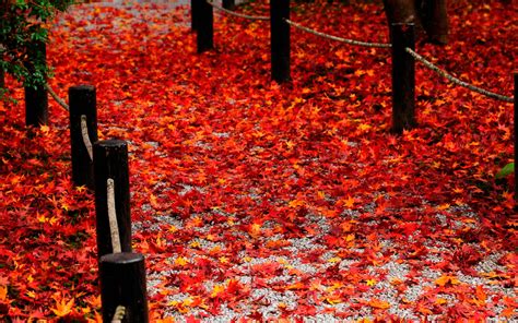 Free Download Red Leaves Hd Wallpaper Hd Latest Wallpapers 1920x1200