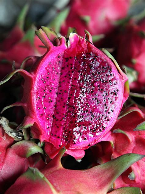 It is closely connected with the properties of dragon fruit it self. 8 Plant, Dragon Fruit Cactus Mix (hylocereus) - Urban ...
