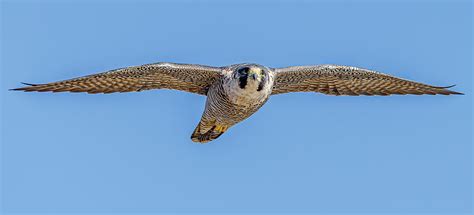 Powerful Peregrine In Flight Photograph By Morris Finkelstein Fine