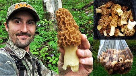 Morel Mushroom Hunting Guide 2024 How To Find Morels And Slippery Elm