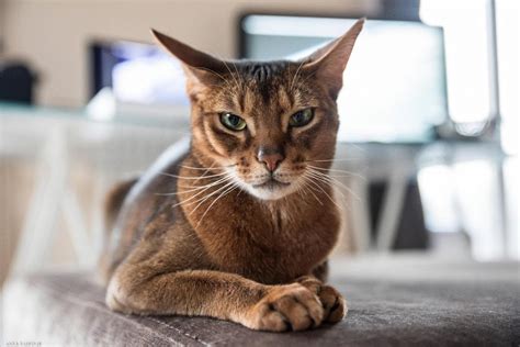 Abyssinian Cats Maintenance And Care By Jennifer Wilson Medium